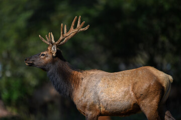 Elk deer that lives in America in its beautiful form with the herd