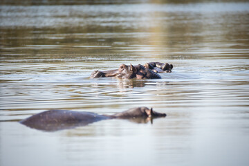 Close up image of a Hippo in a lake in a national park in South Africa