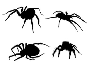 Set of spider silhouette isolated - vector illustration