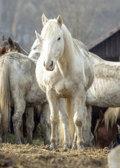 A white horse against the background of other horses in the paddock. He looks at himself with interest. Winter, Day, outdoor, no people. © NikiforPix