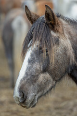 The head of a horse with an unusual gray color. Winter, Day, outdoor, no people. © NikiforPix