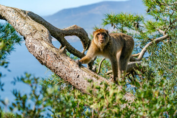 Barbary Macaque (Macaca Sylvanus) ape. Gibraltar, United Kingdom. Selective focus