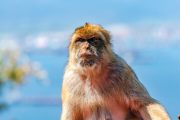 Barbary Macaque (Macaca Sylvanus) ape. Gibraltar, United Kingdom. Selective focus