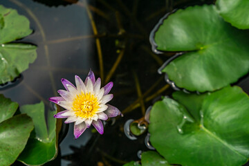 purple petal yellow pollen lotus in a water pond with lotus leaf