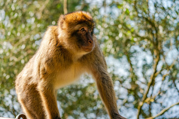 Barbary Macaque (Macaca Sylvanus) ape. Gibraltar, United Kingdom. Selective focus