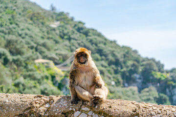 Barbary Macaque (Macaca Sylvanus) ape. Gibraltar, United Kingdom. Selective focus