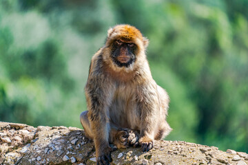 Fototapeta premium Barbary Macaque (Macaca Sylvanus) ape. Gibraltar, United Kingdom. Selective focus