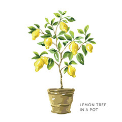 Lemon tree with yellow fruits in a pot on the white background. Vector illustration. Summer garden. Italian patio