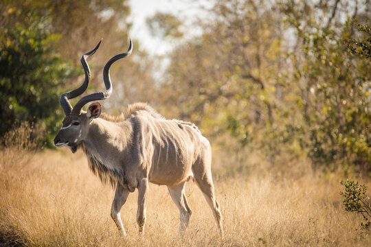 Close up image of a majestic Kudu in a national park in South Africa