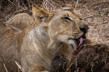 Naklejka premium lion in the grass