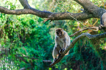 Barbary Macaque (Macaca Sylvanus) ape. Gibraltar, United Kingdom. Selective focus