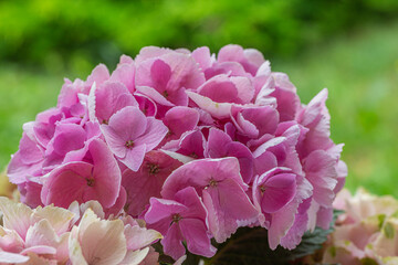 blooming colorful Hydrangea(Big-leaf Hyrdangea) flowers,close-up Hydrangea flowers blooming in the garden in summer.Two tone hydrangea flowers for gardening and decoration ideas.