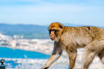 Barbary Macaque (Macaca Sylvanus) ape. Gibraltar, United Kingdom. Selective focus