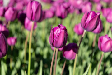 lilac tulip flower in spring. tulip flower on flowerbed. tulip flower in summer. photo of tulip