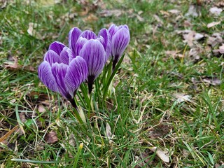 Wiosna, krokusy