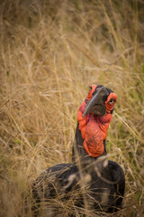 Close up image of a Ground Hornbill Bird in a national park in South Africa © Dewald