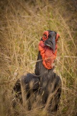 Close up image of a Ground Hornbill Bird in a national park in South Africa © Dewald