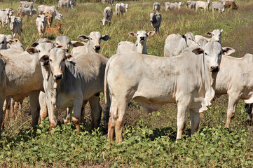 Bezerro Nellore