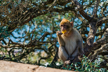 Barbary Macaque (Macaca Sylvanus) ape. Gibraltar, United Kingdom. Selective focus