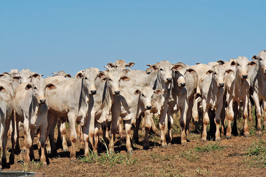 Rebanho de bezerros Nellore em pasto verde 