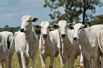 Bezerros Nellore em pasto