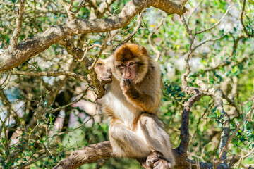 Naklejka na ściany i meble Barbary Macaque (Macaca Sylvanus) ape. Gibraltar, United Kingdom. Selective focus