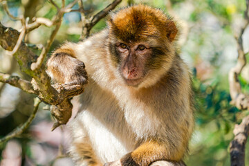 Fototapeta premium Barbary Macaque (Macaca Sylvanus) ape. Gibraltar, United Kingdom. Selective focus