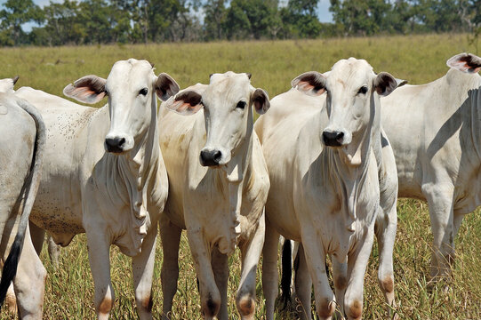 Bezerro Nellore em pasto 