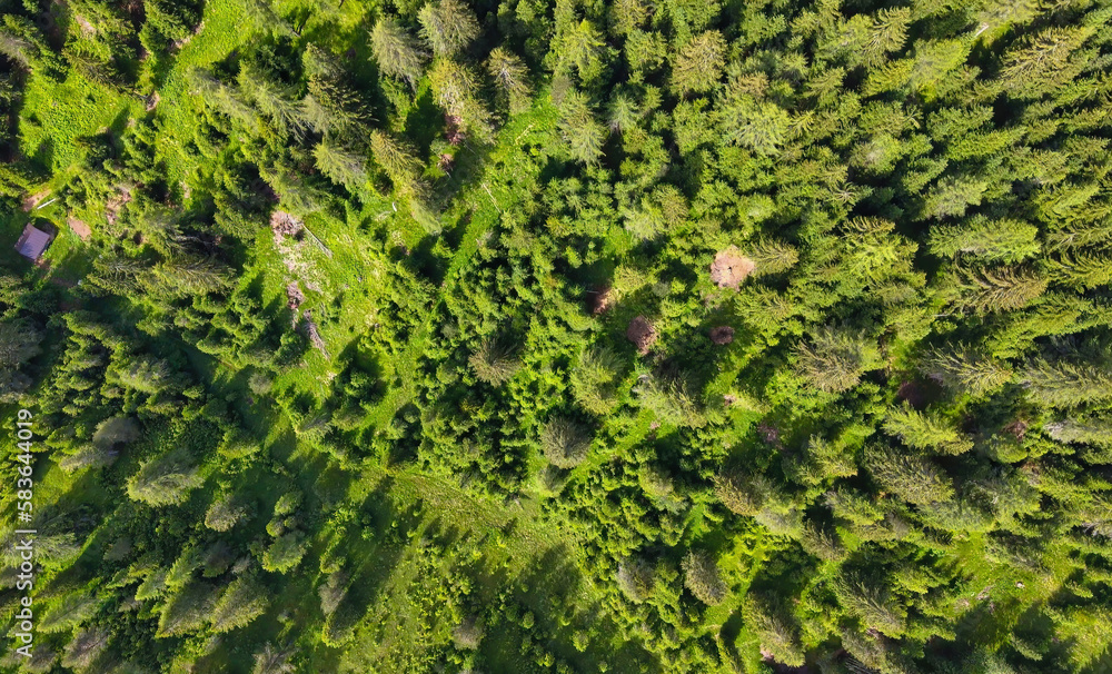 Wall mural Overhead aerial view of beautiful mountain trees in summertime