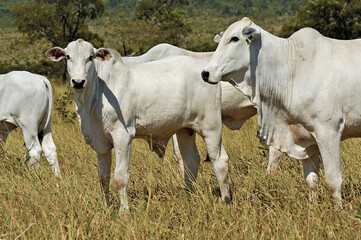 Bezerro Nelore , tourinho em pasto verde