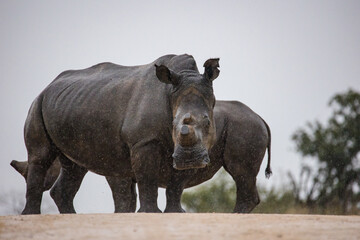 Close up image of a de-horned White Rhino, a highly endangered animal in africa, photographed in a...