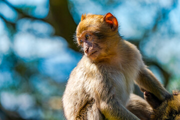 Baby Barbary Macaque (Macaca Sylvanus) ape, Gibraltar, United Kingdom. Selective focus