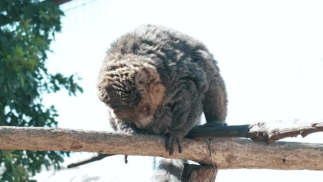 Red-fronted lemur with a long beautiful tail. Animal of Madagascar, Africa. 