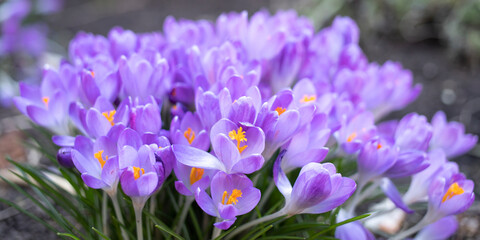 close-up of violet crocuses growing on the meadow