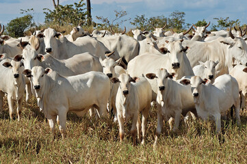 Fototapeta premium Vaca Nelore com bezerro em pasto