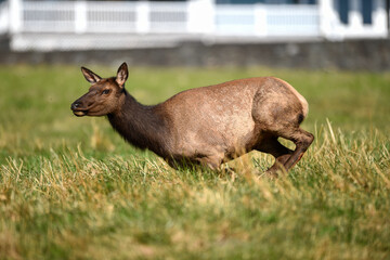 Elk deer that lives in America in its beautiful form with the herd
