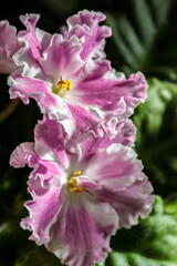 blooming purple violet in a pot. close-up. macro photography