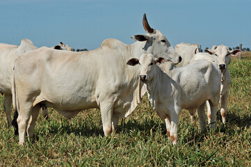 Vaca com bezerro Nelore em pasto verde