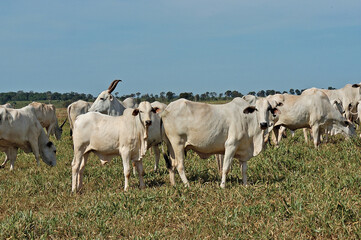 Vacas com bezerros Nellore no pasto verde