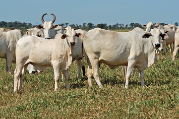 Vacas com bezerros Nelore no campo 