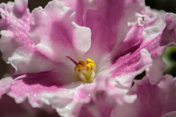 blooming purple violet in a pot. close-up. macro photography