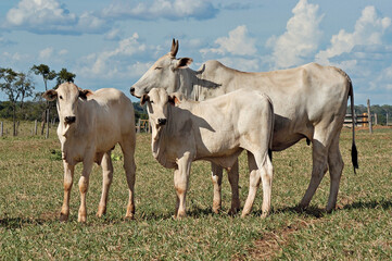 Bezerro e vaca Nellore em pasto verde