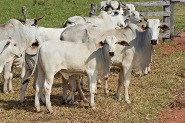 Bezerro e vaca Nellore em pasto verde
