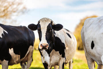 herd of black and white dairy cows grazing in the field. Friesian cow in the field. farm animals....