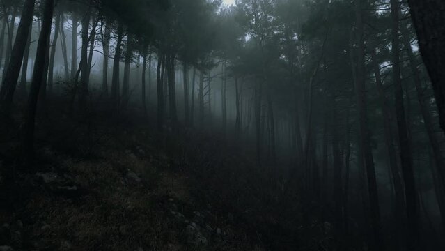 mystical pine forest on the mountainside in a misty haze is very beautiful and atmospheric