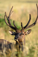 Elk deer that lives in America in its beautiful form with the herd