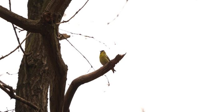 A male Eurasian siskin (Spinus spinus) sitting in a tree