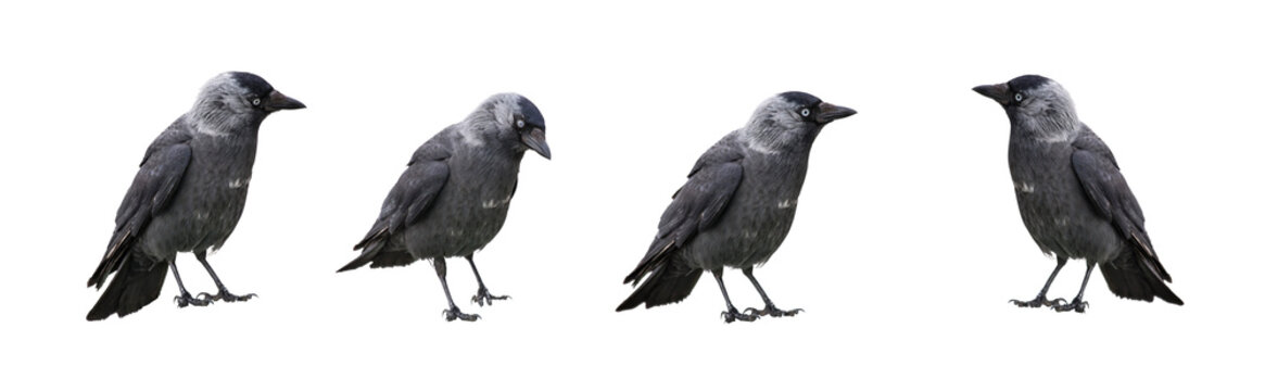 A daw in different positions isolated on transparent background. PNG file.