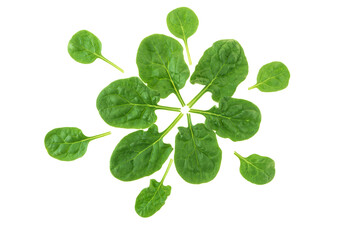 Fototapeta na wymiar Spinach leaves forming flower isolated transparent png. Healthy eating concept