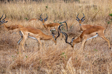 impala in the savannah